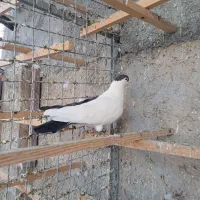 کبوتر افغانی