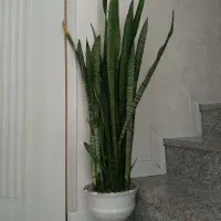 گل سانسوریا پر بوته