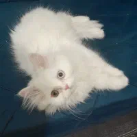 گربه پرشین سفید