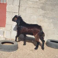 چکل خانگی نژاد خوب|حیوانات مزرعه|بیرم, |دیوار