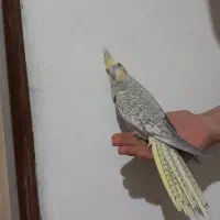 عروس هلندی گلباقالی