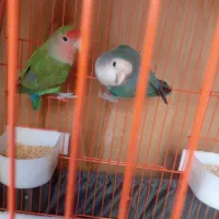 یک جفت طوطی برزیلی بازیگوش|پرنده|گلستان (تهران), |دیوار