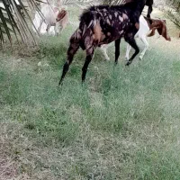 نری کاموری|حیوانات مزرعه|فهرج, |دیوار