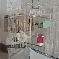 معاوضه جفت عروس هلندی سخنگو با قناری مست