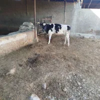 گوساله ماده