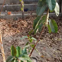 گل فیکوس بزرگ درختی