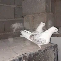 پشت هفترنگ|پرنده|بجنورد, |دیوار