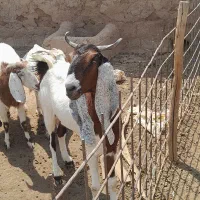 بز کهره