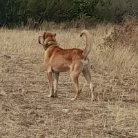 سگ سرابی نسل بز سرخاب
