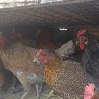 مرغ خروس محلی