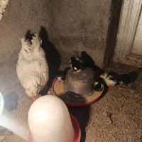 فروش دوعددمرغ گلین با جوجه گلین اصیل