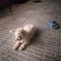 فروش سگ خانگی در فرخشهر|سگ|فرخشهر, |دیوار