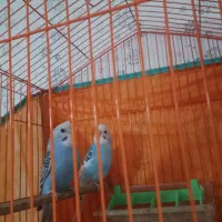 مرغ عشق جفت جوان