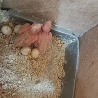 جوجه عروس هلندی سه هفته ای