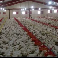 جمع آوری تلفات مرغ