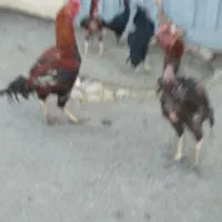 ۷ عدد مرغ و خروس لاری توعکس معلومه حضوری هم بیا|حیوانات مزرعه|ویسیان, |دیوار