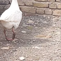 غاز|حیوانات مزرعه|قزوین, |دیوار