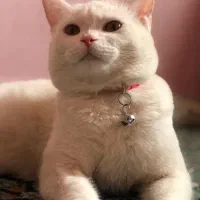 گربه پرشین عروسکی