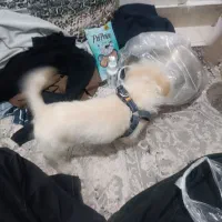 سگ ماده|سگ|رباط‌کریم, مسکن مهر آبشناسان|دیوار