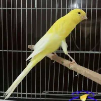 فروش قناری بلند بازاری بصورت تک و عمده