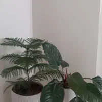 گل وگلدان|گل و گیاه طبیعی|گلبهار, شهر جدید گلبهار|دیوار