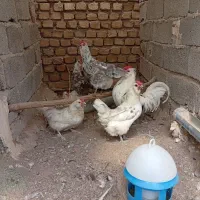 گلین لاری پولند کوشین|حیوانات مزرعه|کرج, گلدشت|دیوار
