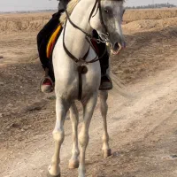 اسب عرب یکسر مدرک دار