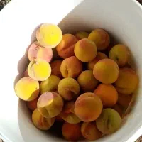 باغ|فروش دفتر صنعتی، کشاورزی، تجاری|اقلید, |دیوار