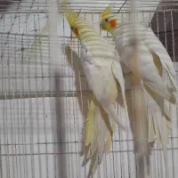 جفت مرغ عشق مولدهمراهباجوجه وجفت عروس لوتینوباتخم|پرنده|مشهد, کشف|دیوار