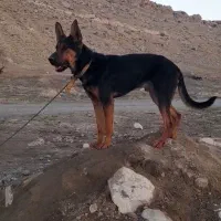 ژرمن نر برای نگهبانی