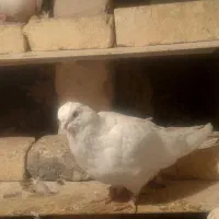 یک جفت کبوتر نوک قنار سفید