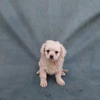 توله فانتزی