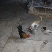 گربه خانگی وبچه اش