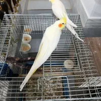 جفت عروس هلندی لوتینو