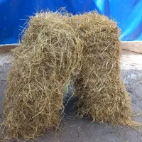 فروش سرچینا