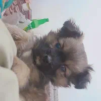 واگذاری پامر اشپیتز|سگ|پیر بکران, |دیوار