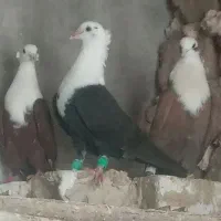 کربلایی سیاه نر کاکول میخ پالخت
