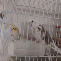 جفت عروس هلندی