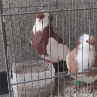 کبوتر زینتی کمیاب ناصری|پرنده|قم, نیروگاه|دیوار