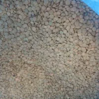 عدس امسال|خوردنی و آشامیدنی|بزینه رود, |دیوار