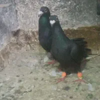 یک جفت زاغ اهوازی