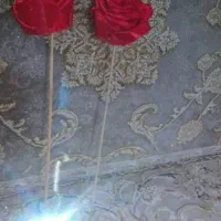 گل سرخ|گل و گیاه طبیعی|قم, قلعه کامکار|دیوار