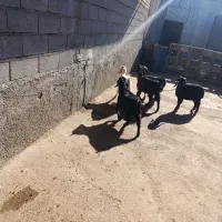 بز وبی  بره .و چپش