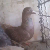 مشکی|پرنده|بردسکن, |دیوار