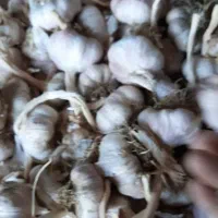 سیر|خوردنی و آشامیدنی|قشلاق دشت, |دیوار