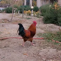 خروس قرمز جوان|حیوانات مزرعه|مشهد, امیریه|دیوار