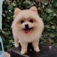 آرایشگر اصلاح سگ‌ گربه پت آرایشگاه حیوانات