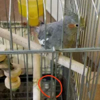 عروس هلندی