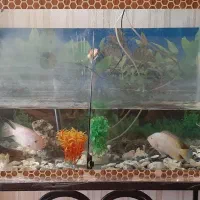 فروش اکواریم