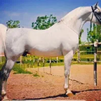 اسب|اسب و تجهیزات اسبسواری|خرمآباد, |دیوار